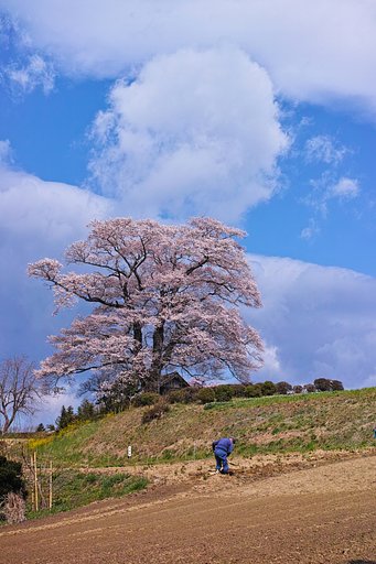 七草木天神桜