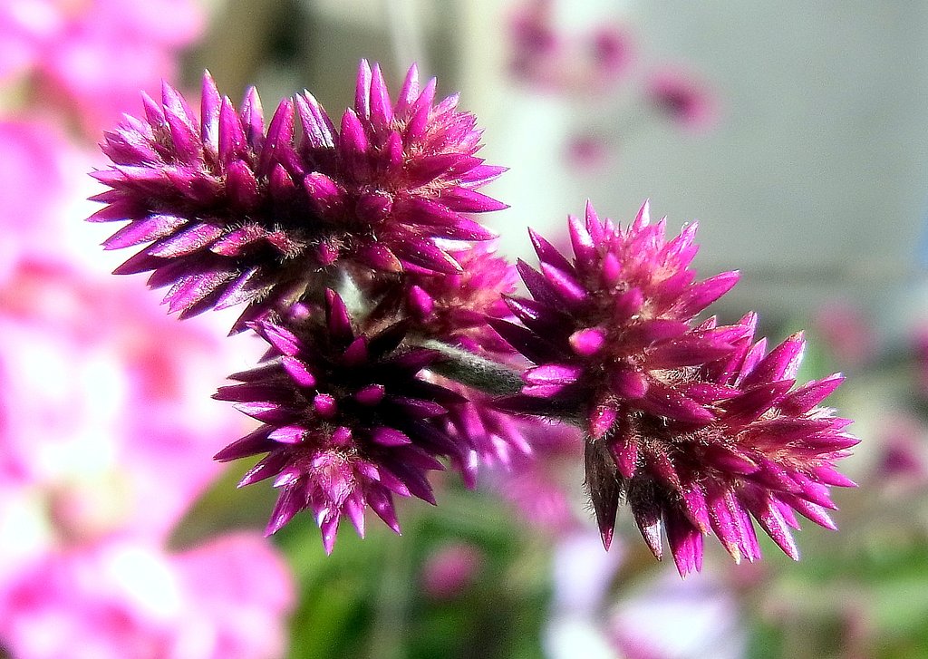 初めての花