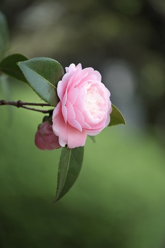 ？椿