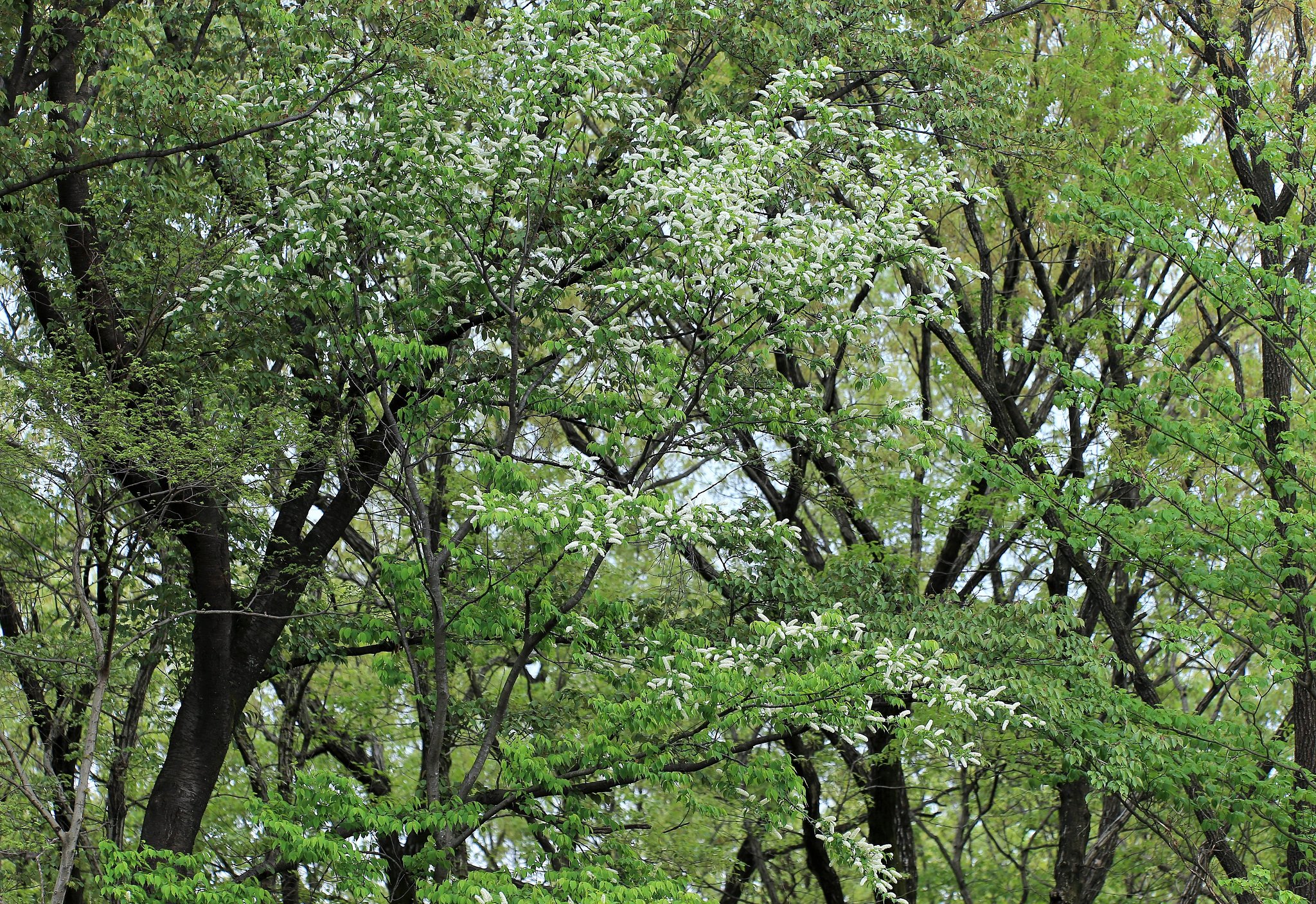 【桜花】ウワミズザクラ遠景