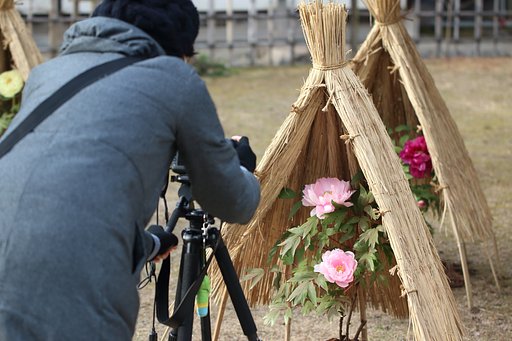 牡丹撮るカメラ女子