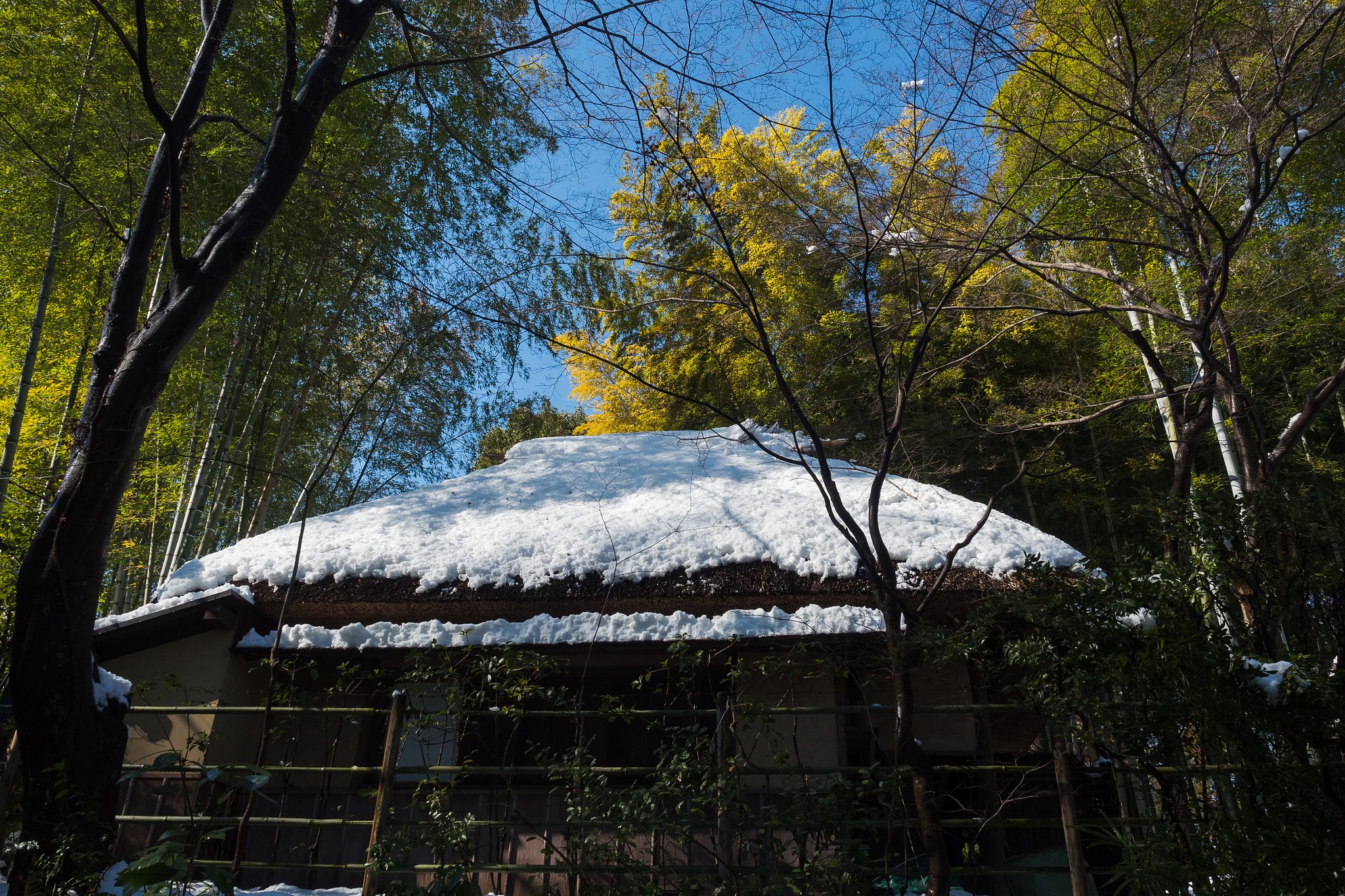 改めて、色の濃さに驚く