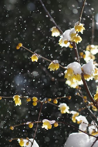 雪と蝋梅Vol.1