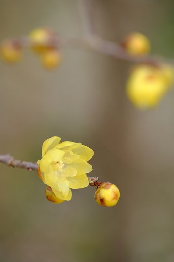蝋梅