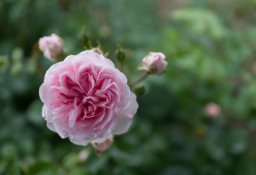 SIGMA 30mm F1.4 DC HSM