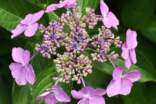 紫陽花
