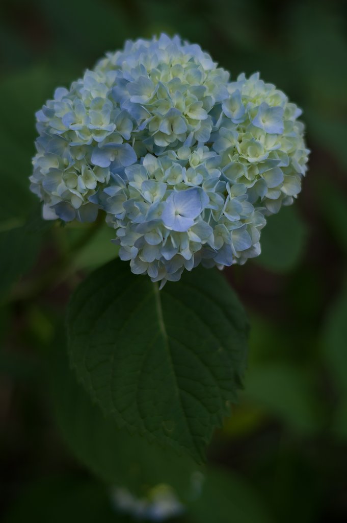 紫陽花