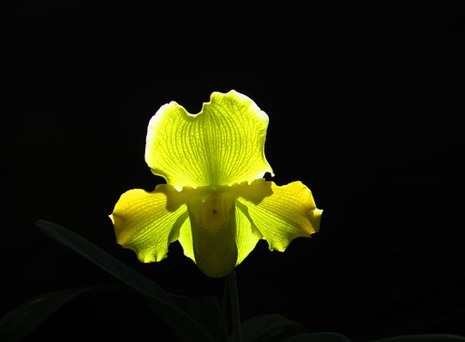 花だけ～～