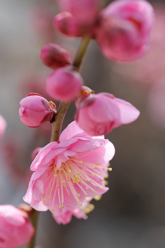 枝垂れ