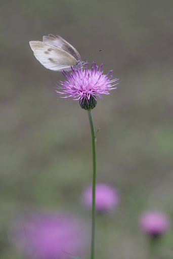 タムロン90㎜F2.5　マクロ 