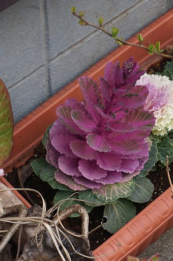 花キャベツ