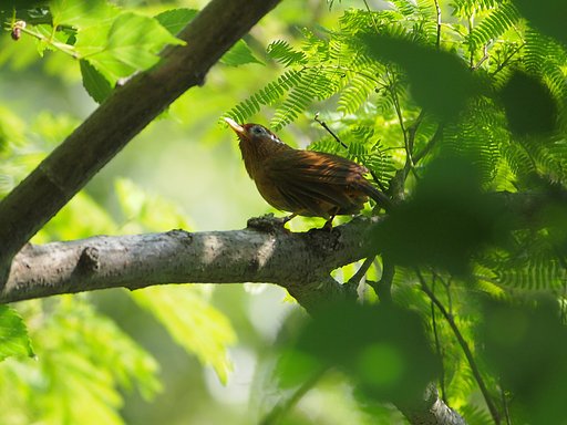 初夏の葉和み