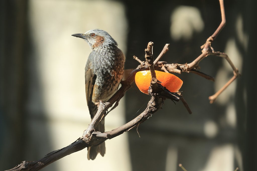 カミサンが呼んだヒヨ