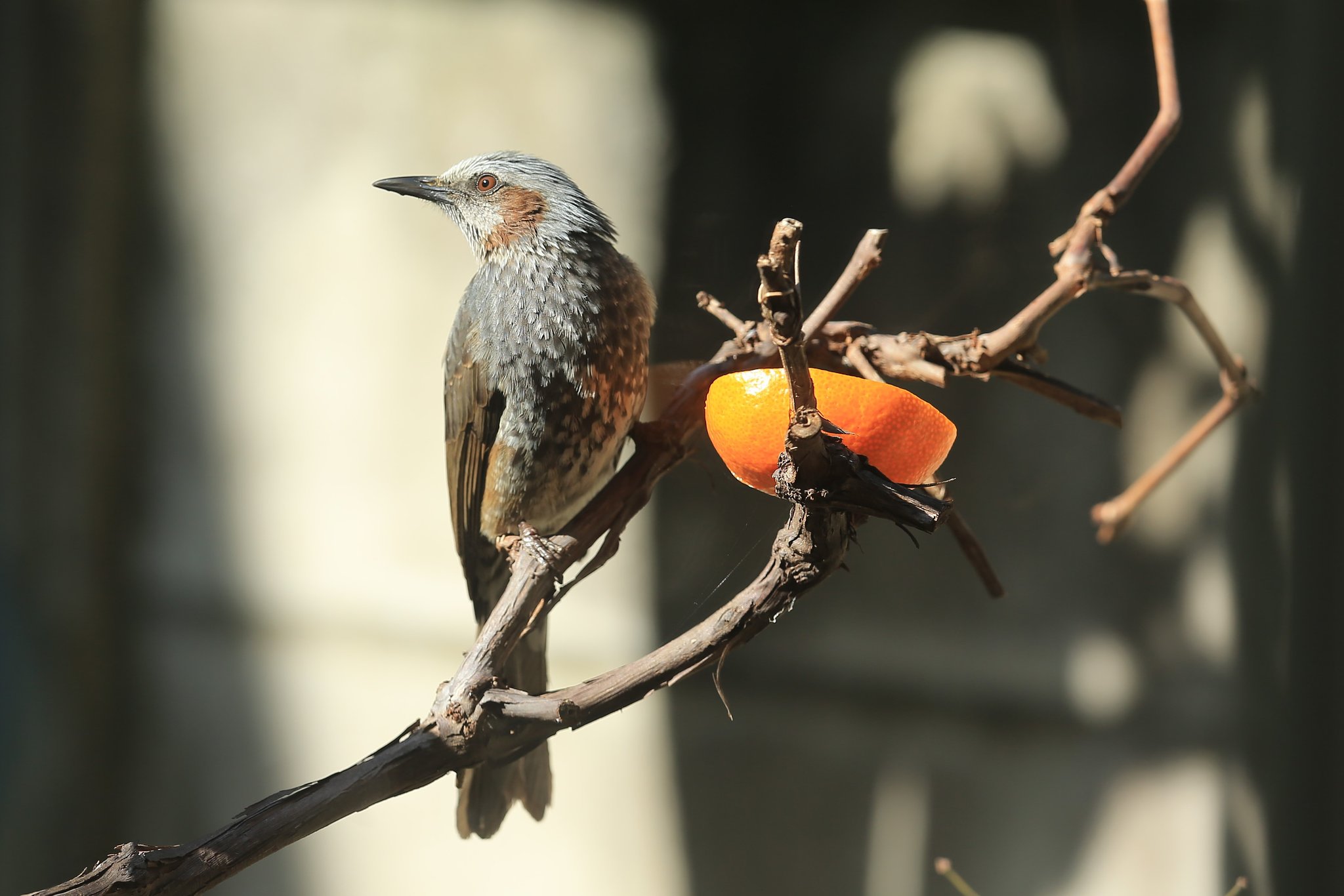 カミサンが呼んだヒヨ