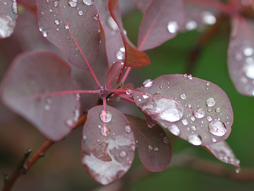【初夏】雨