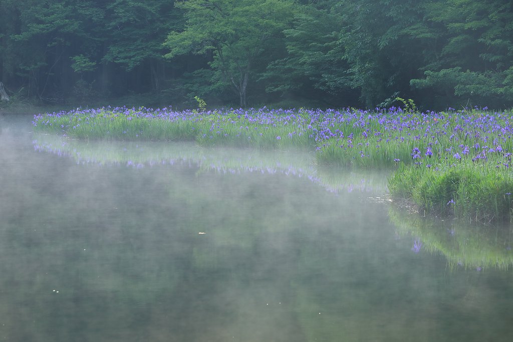 カキツバタ咲く平池
