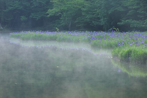 カキツバタ咲く平池