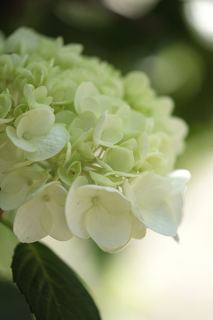 紫陽花