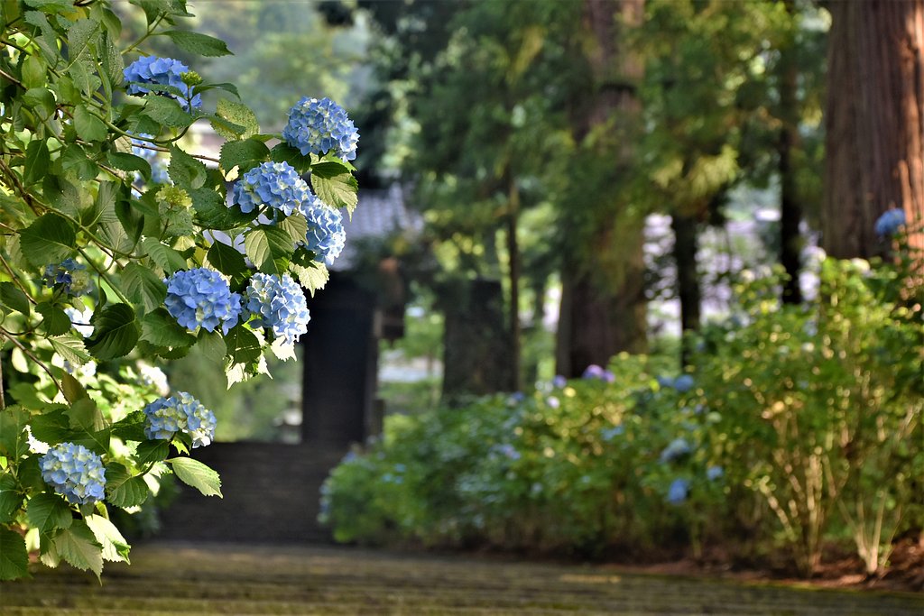 大中寺紫陽花