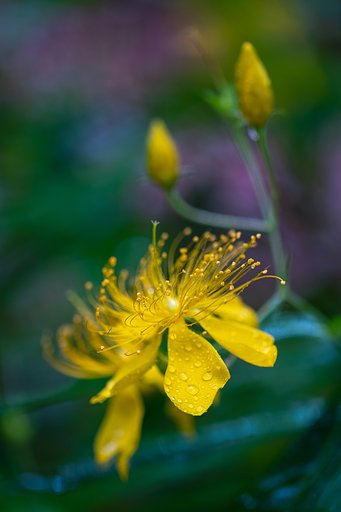 EF100mm F2.8 L IS MACRO