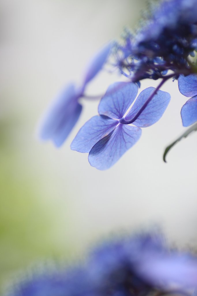 Tamron 90㎜ f2.8  macro172E