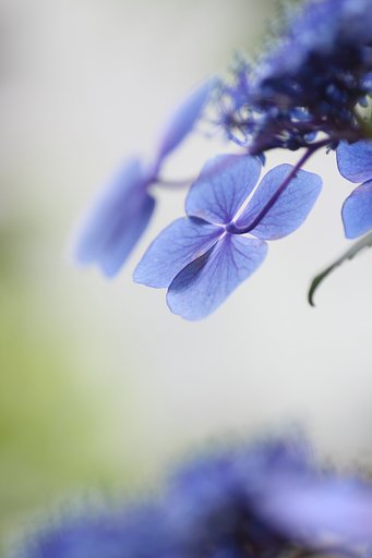 Tamron 90㎜ f2.8  macro172E