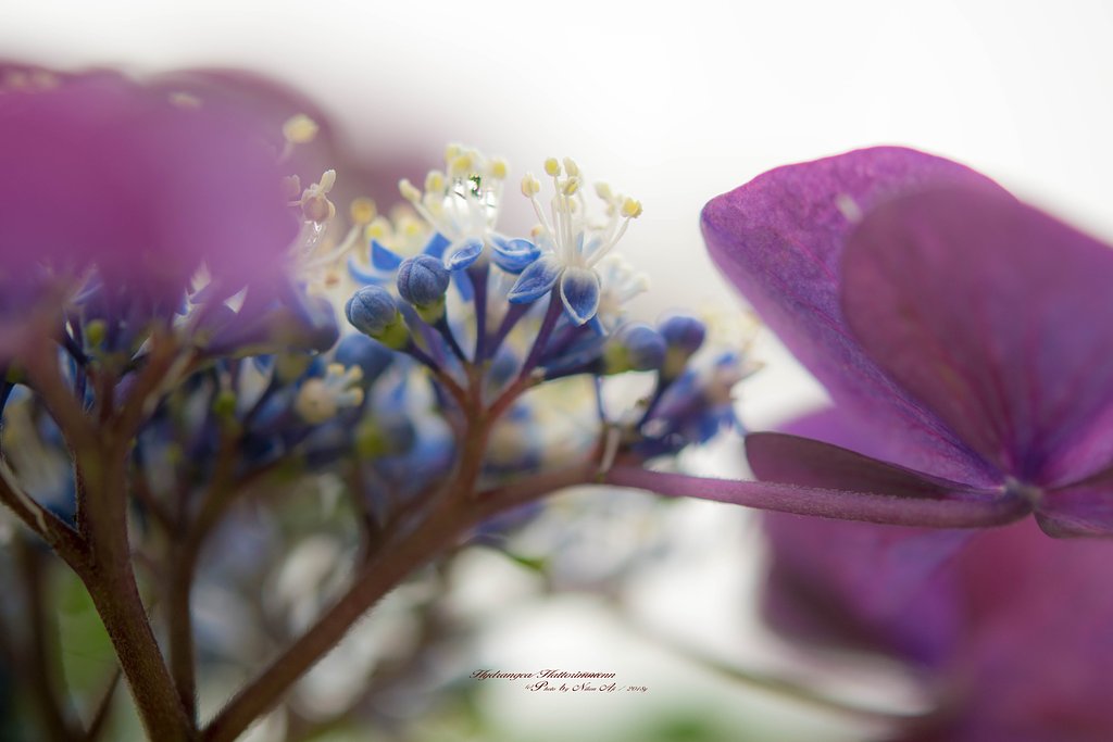 紫陽花
