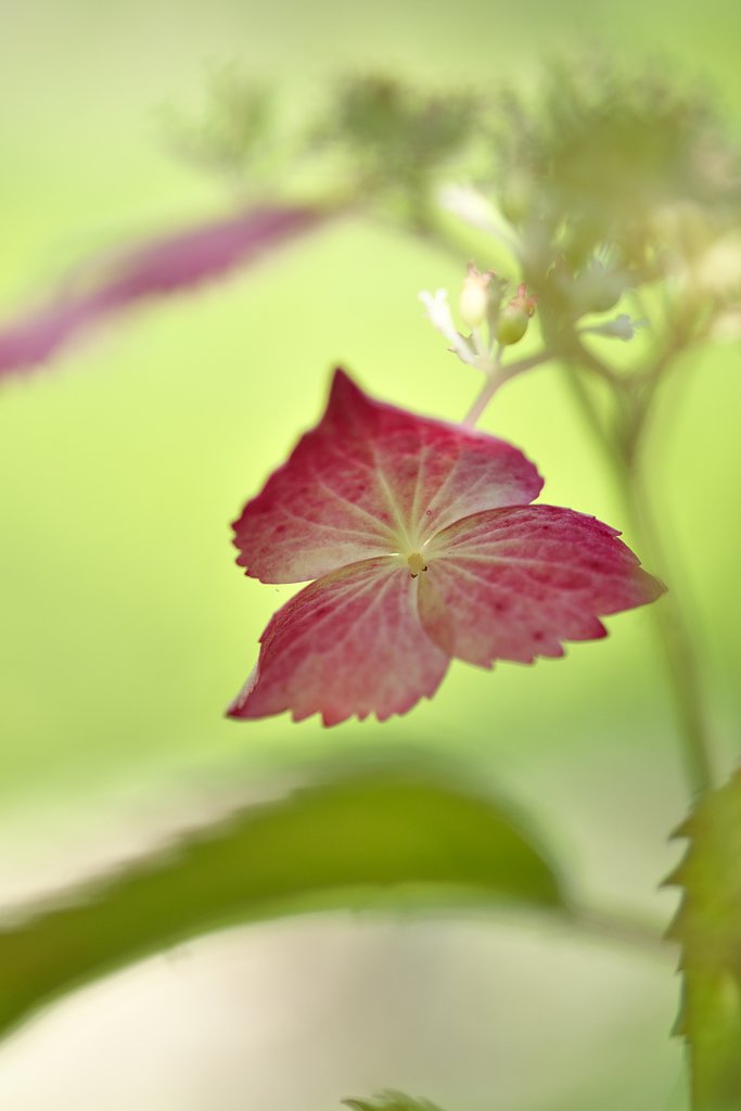 SP 90mm F2.8  Macro  F017