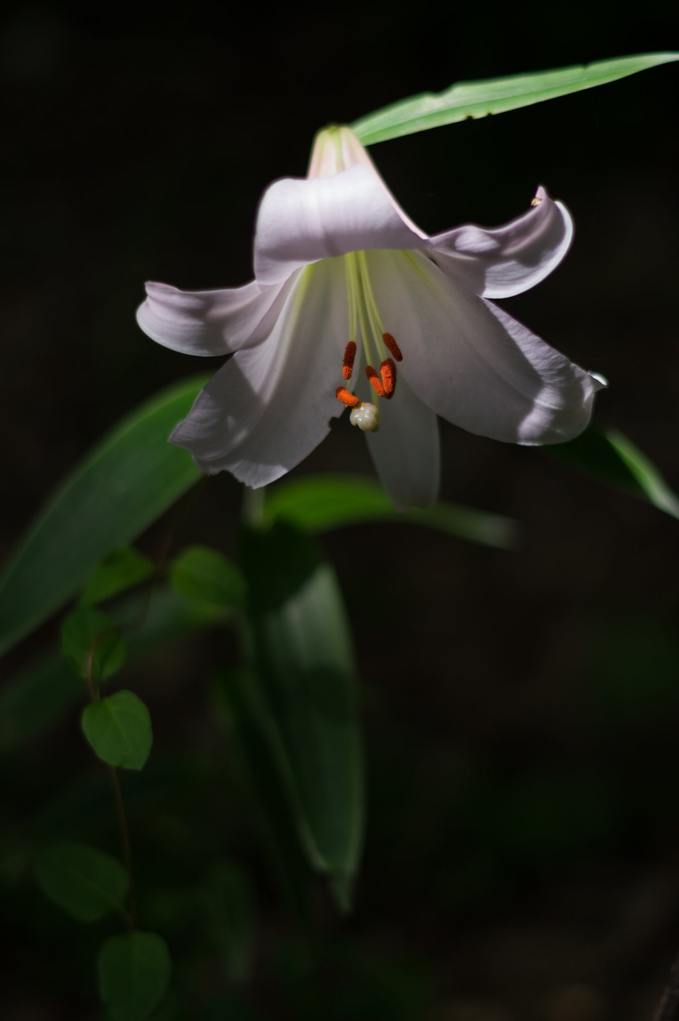 PENTAX-DA 50mmF1.8