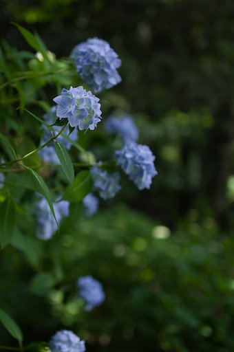 SIGMA 30mm F1.4 DC HSM