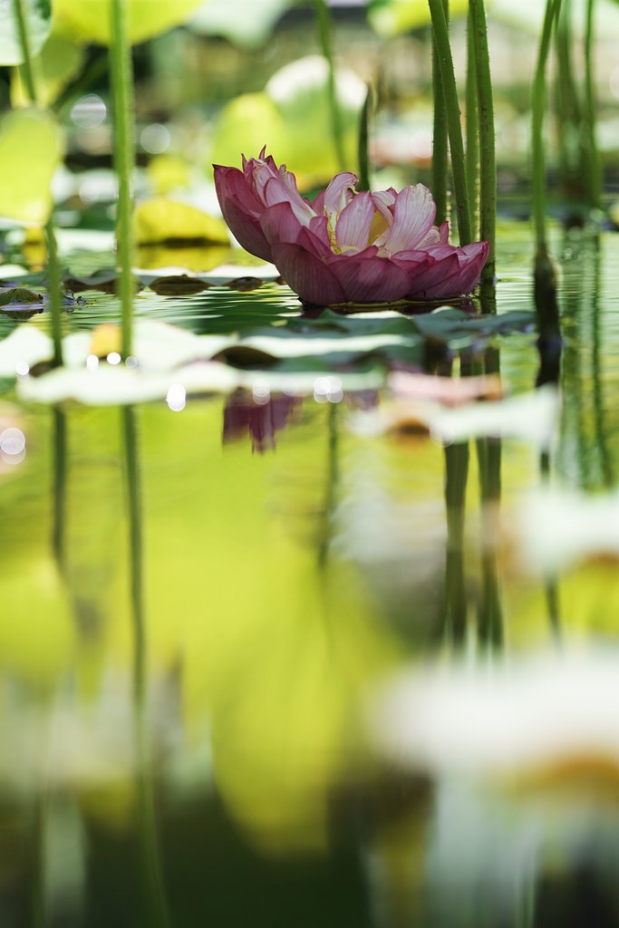 SIGMA 150mmF2.8 APO MACRO DG 