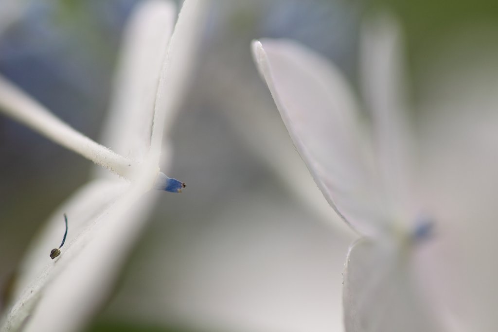 Tamron 90㎜ f2.8  macro172E