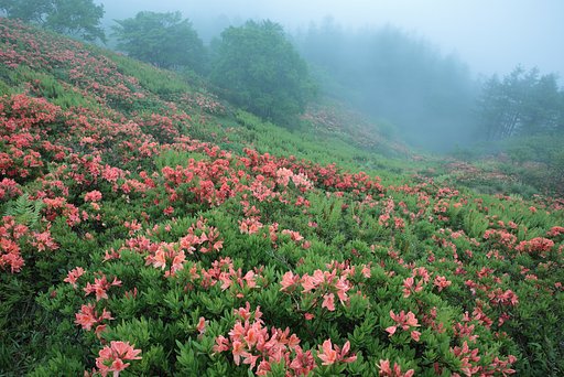 雨雲の染めし花