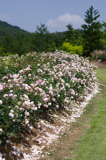 PENTAX-DA 50mmF1.8