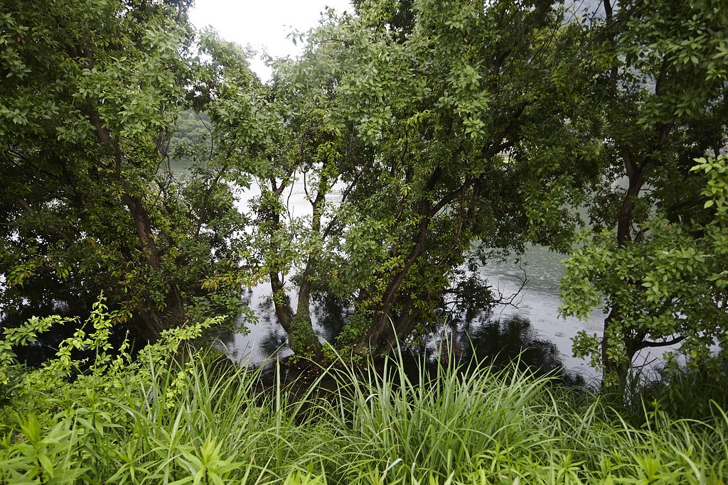 散歩撮影