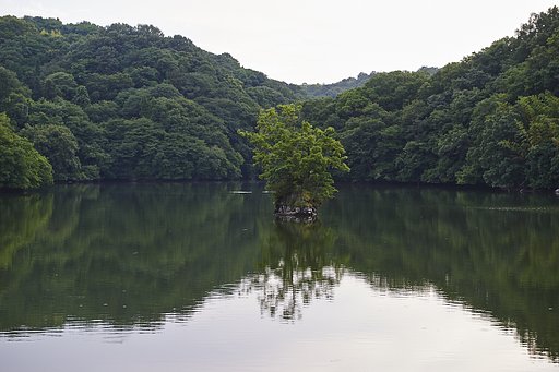 散歩撮影