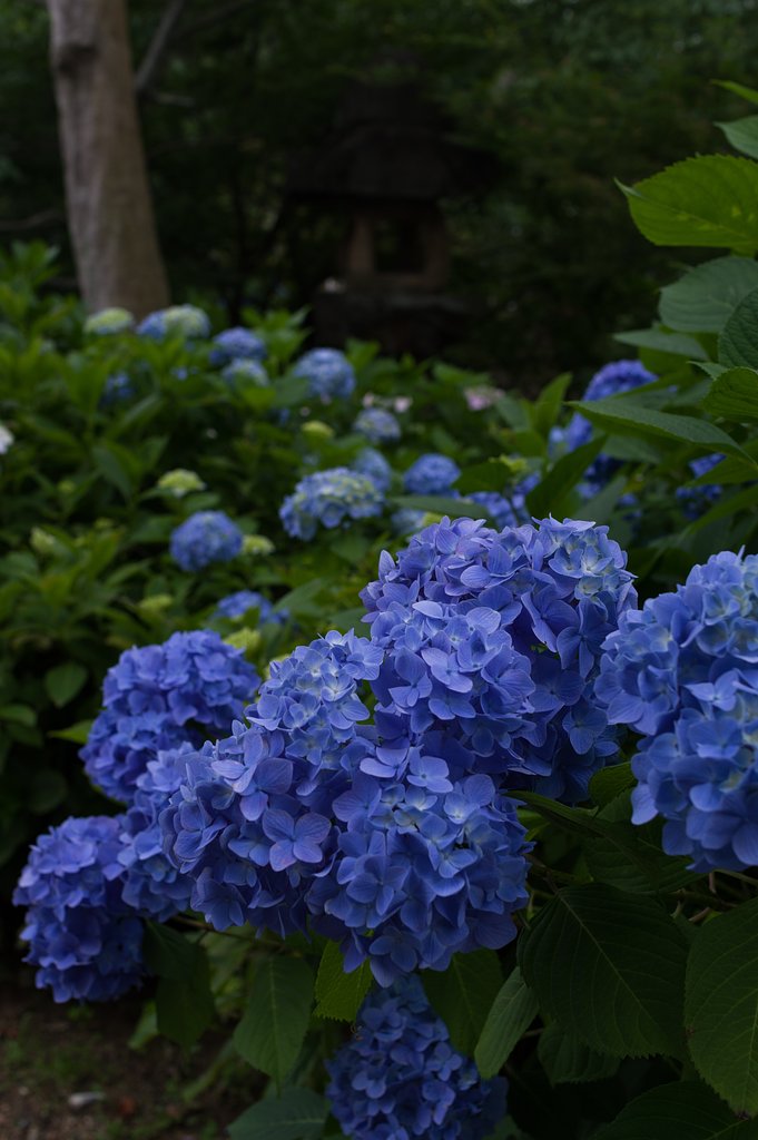 SIGMA 30mm F1.4 DC HSM