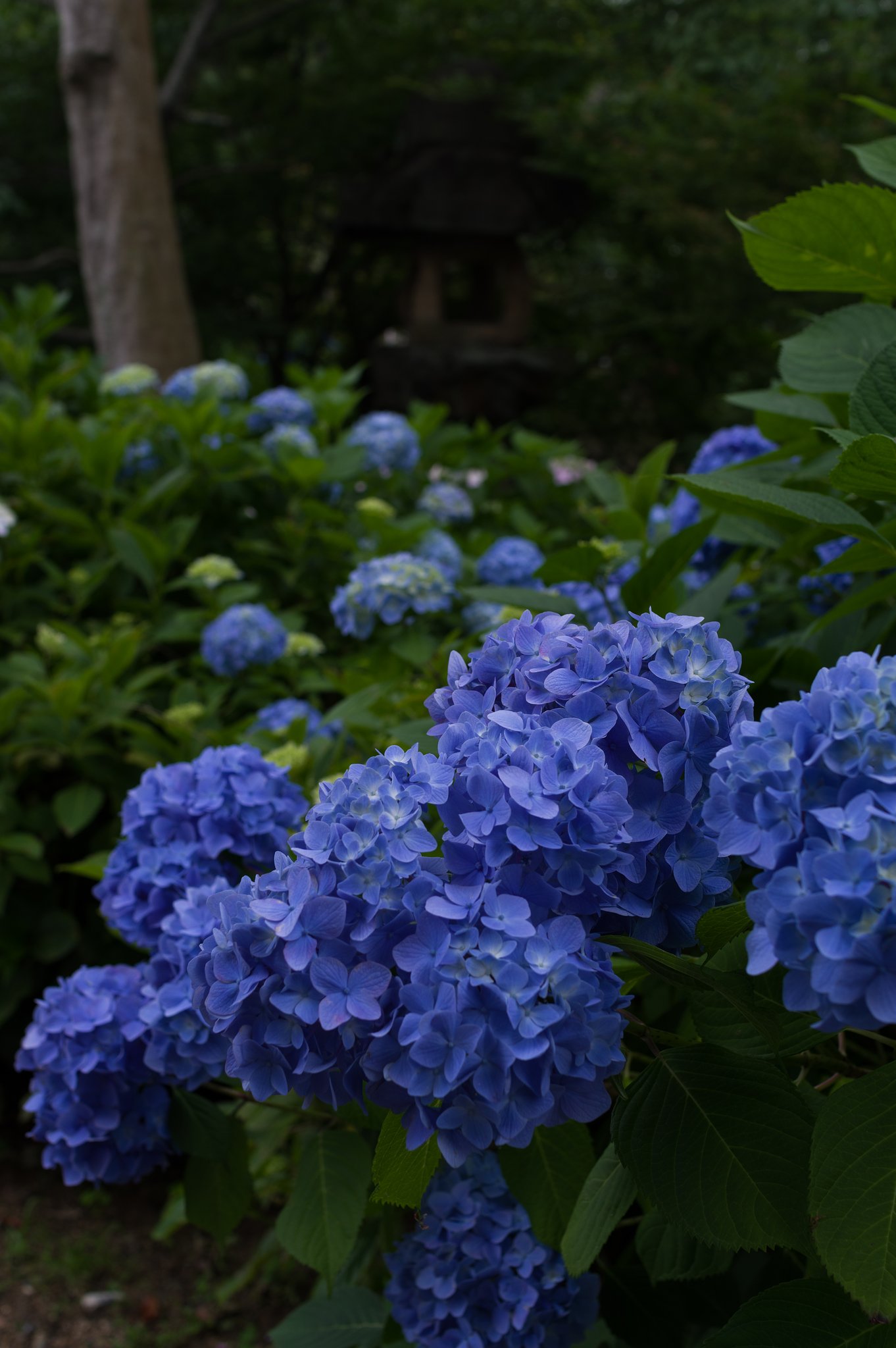 SIGMA 30mm F1.4 DC HSM