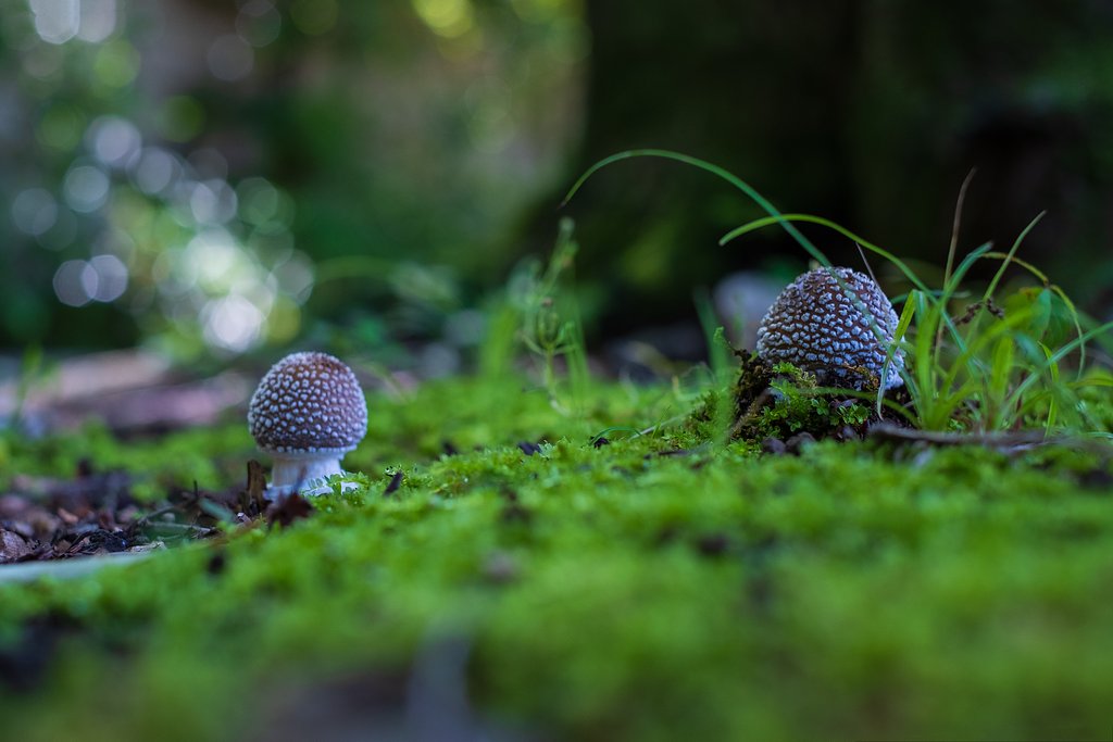 FUJINON XF35mm F1.4 R