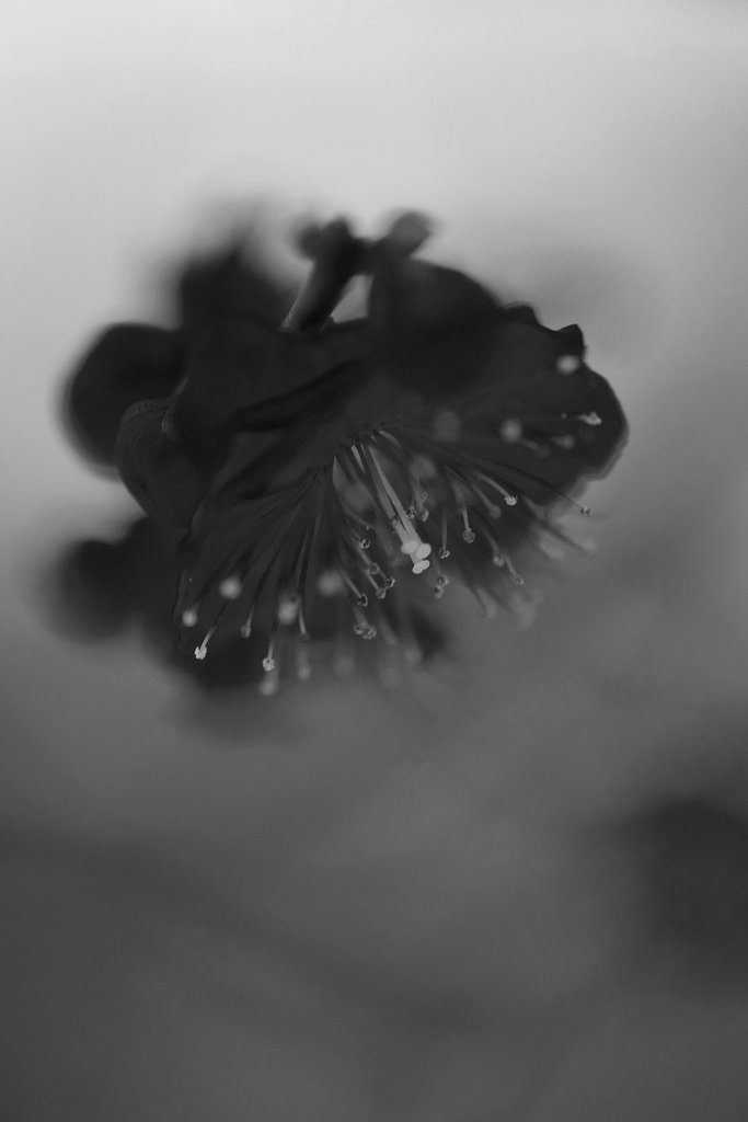 紅梅