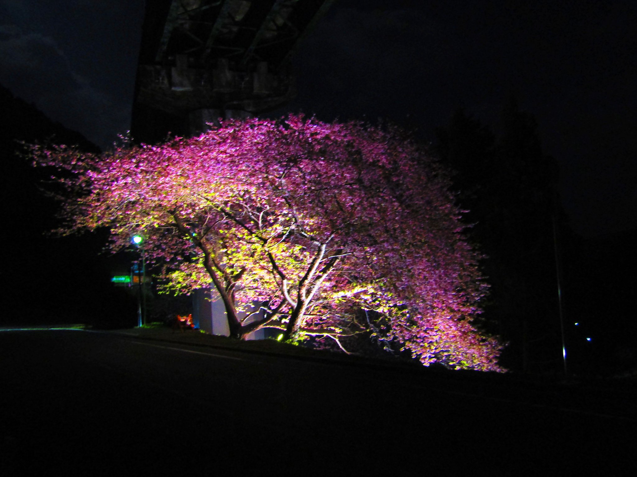 上條桜