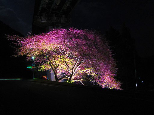 上條桜