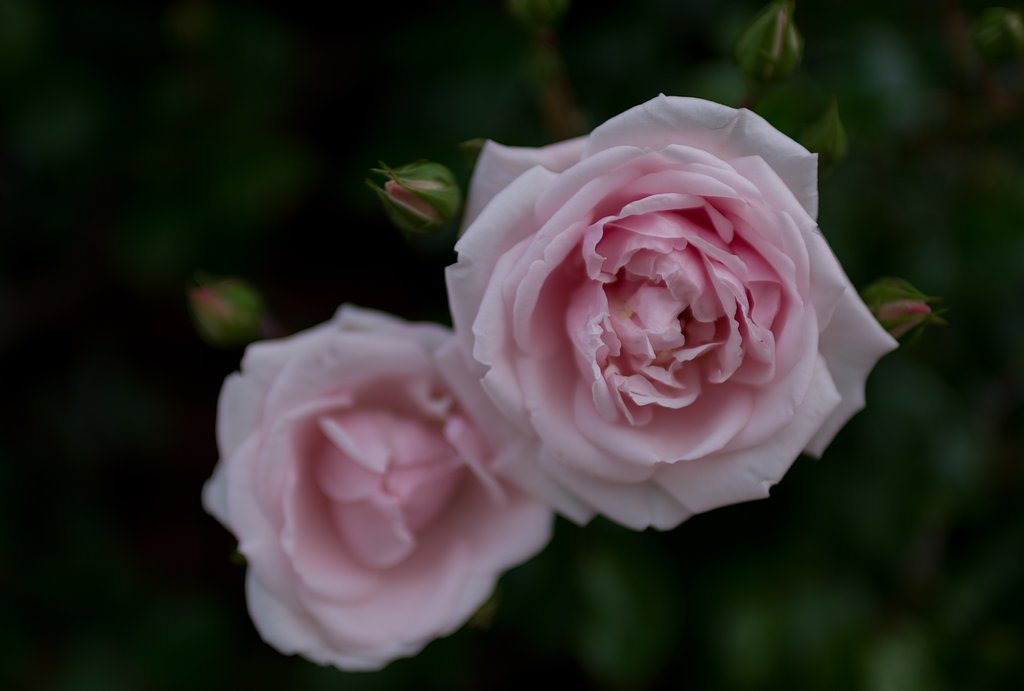 SIGMA 30mm F1.4 DC HSM