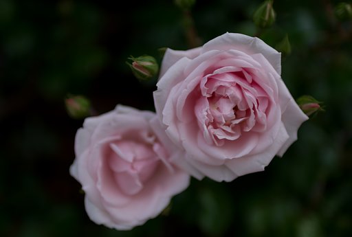 SIGMA 30mm F1.4 DC HSM