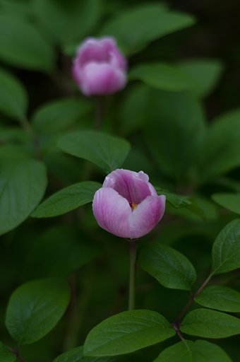 紅花山芍薬