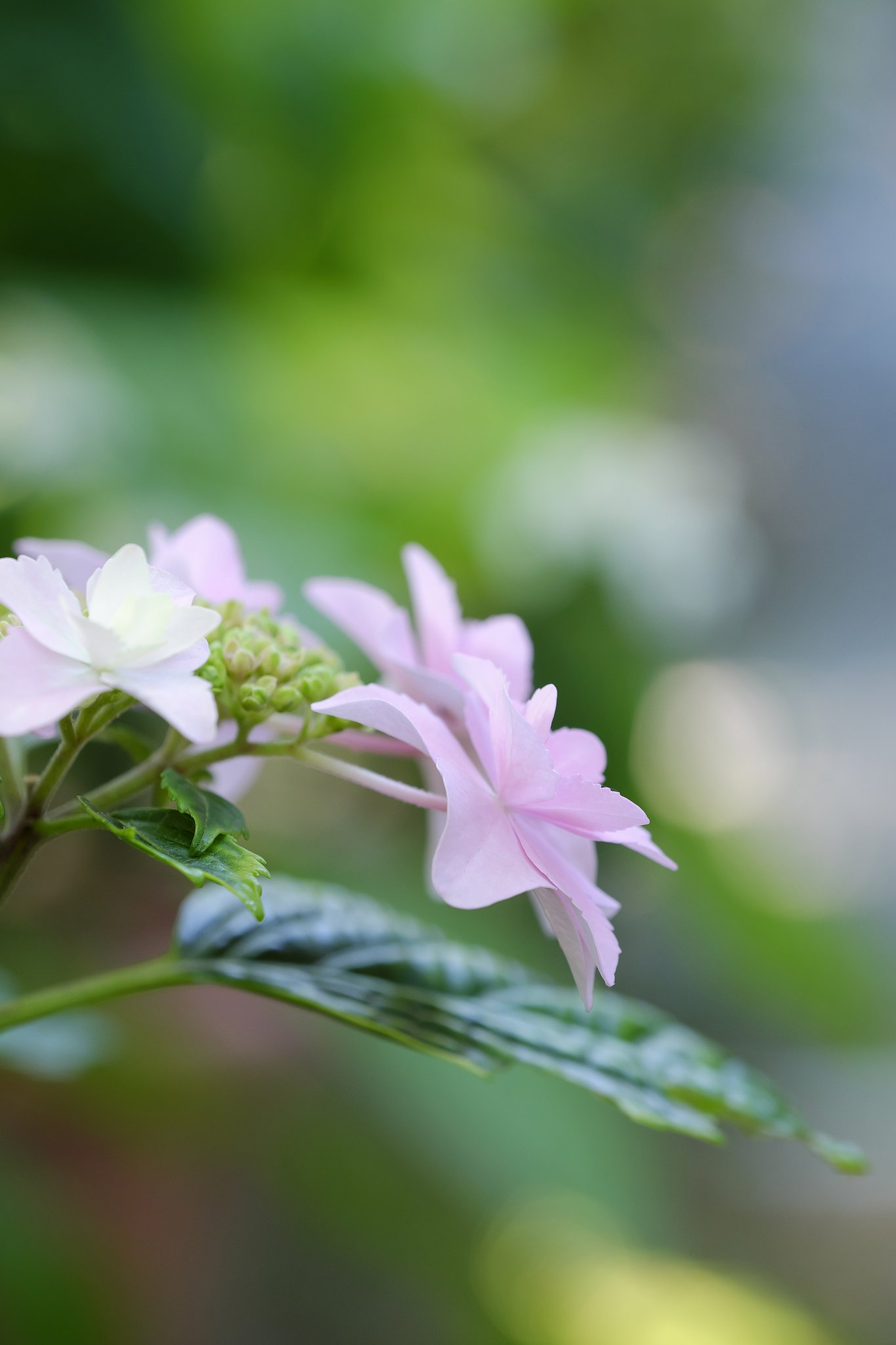 紫陽花