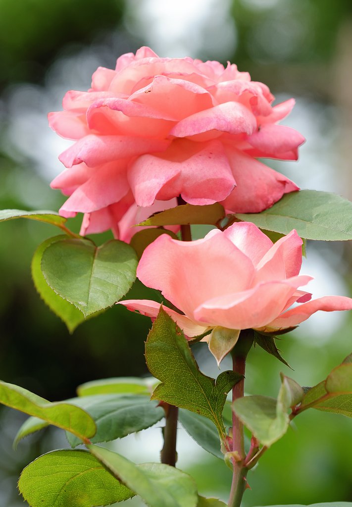 薔薇