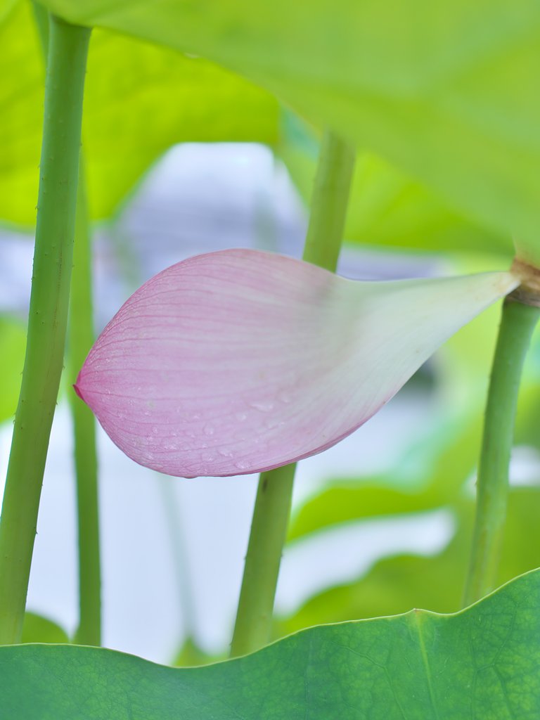 ED 30mm F3.5 Macro