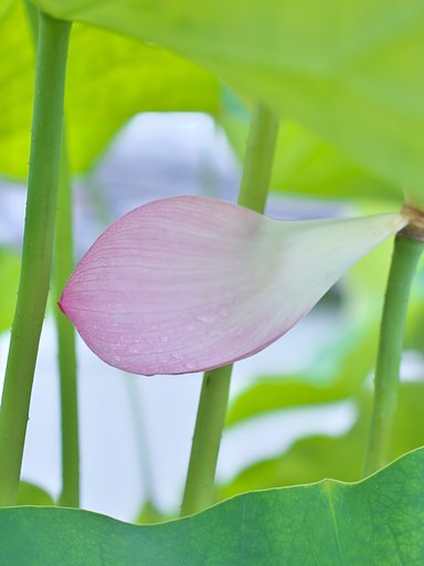 ED 30mm F3.5 Macro