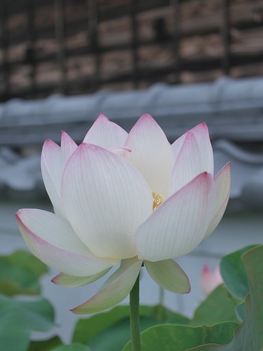 開花2